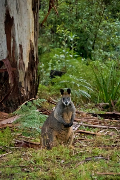 I found this guy sitting at the back door
